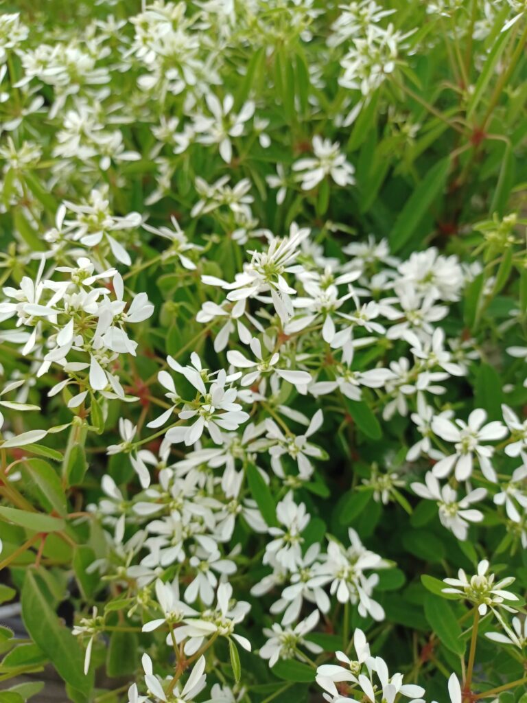 Jasmin étoilé - Trachelospermum jasminoides