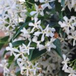 Jasmin étoilé - Trachelospermum jasminoides