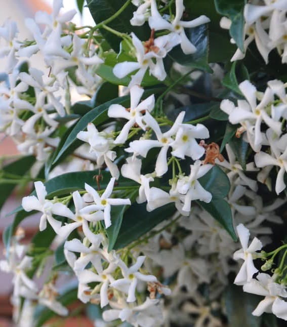 Jasmin étoilé - Trachelospermum jasminoides